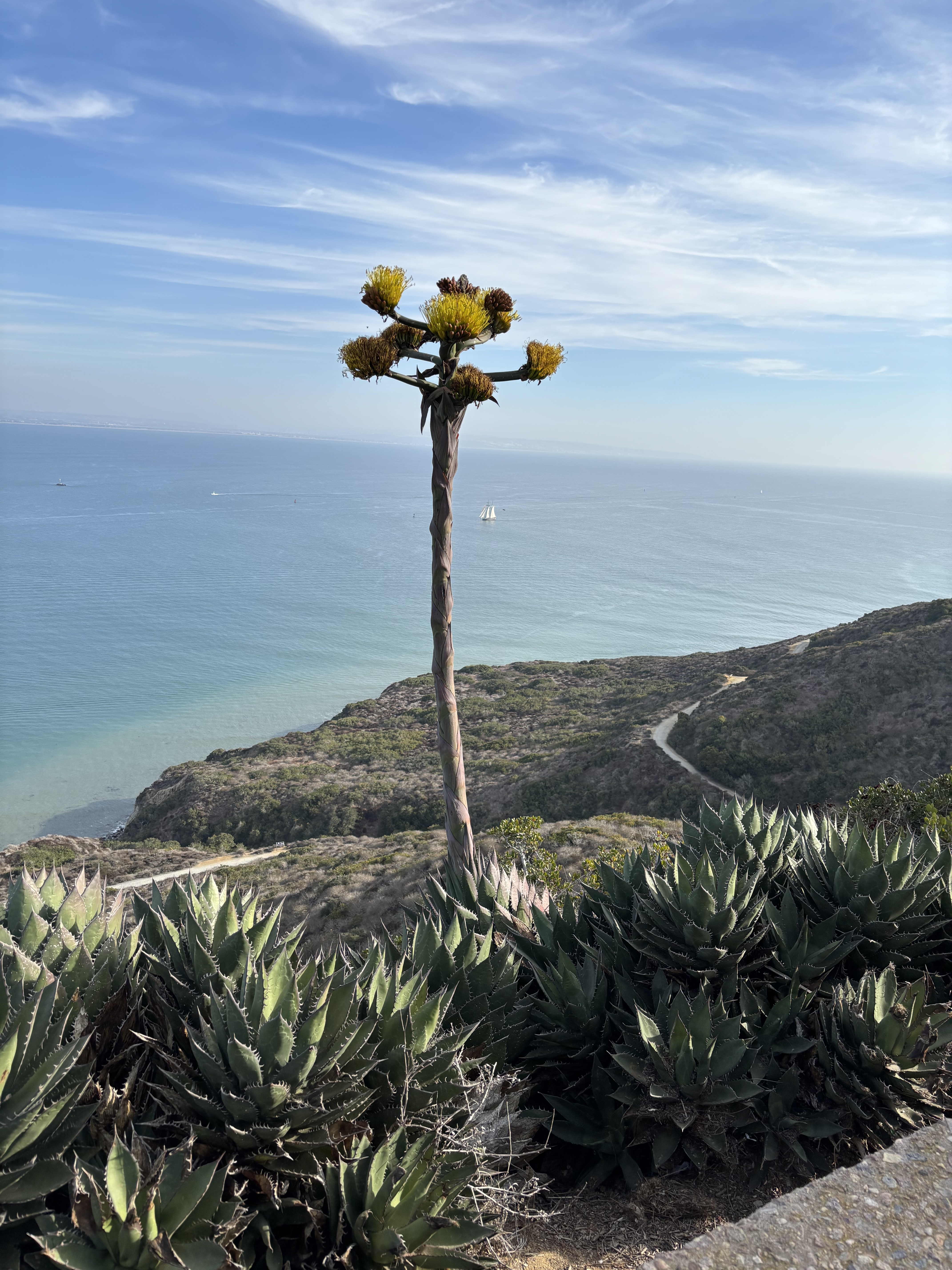 Cabrillo